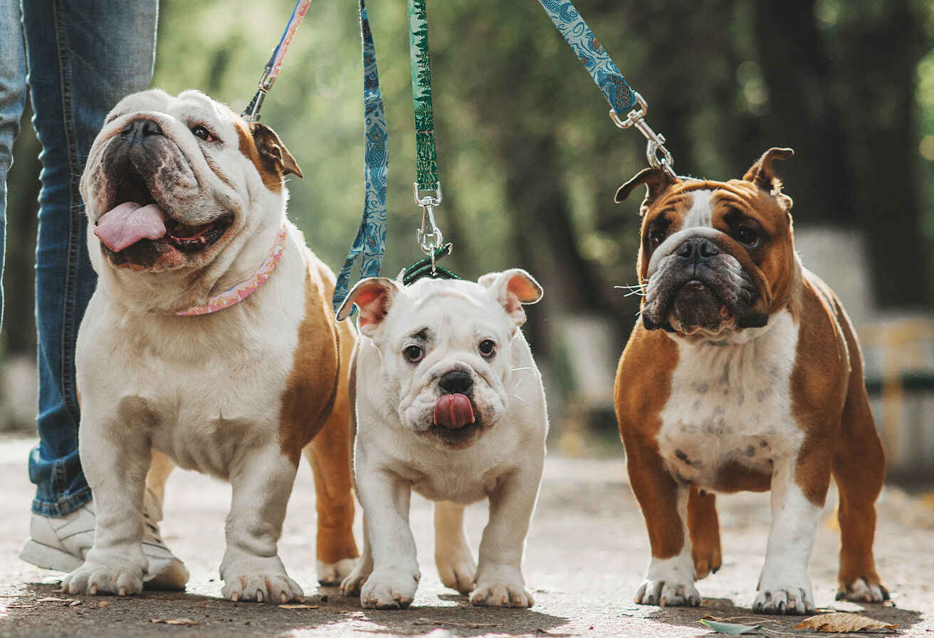 three dogs on leashes